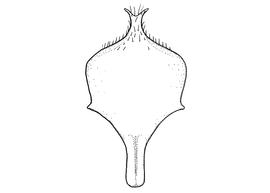   Anthidium atripes  male, diagram showing ventral view of eighth sternum (S8), diagram from Gonzalez and Griswold 2013 
